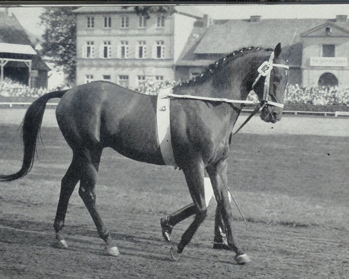 Deckhengst Perser xx (Englisches Vollblut, 1952, von Abendfrieden xx)