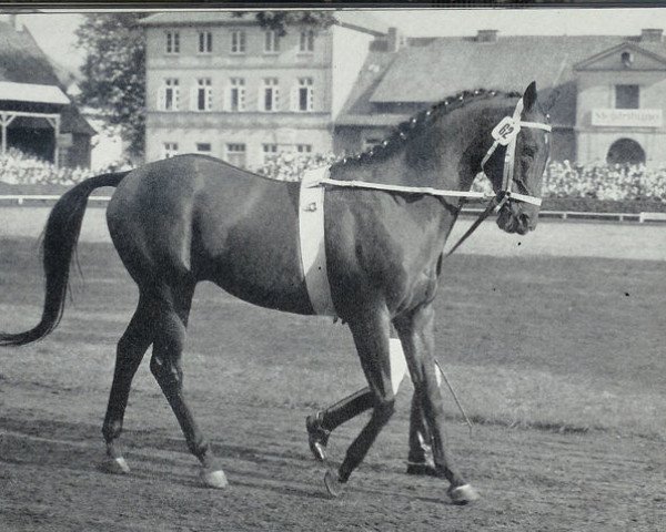 stallion Perser xx (Thoroughbred, 1952, from Abendfrieden xx)