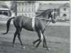 stallion Perser xx (Thoroughbred, 1952, from Abendfrieden xx)