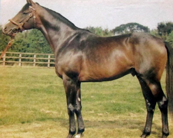 stallion Relkino xx (Thoroughbred, 1973, from Relko xx)