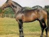stallion Relkino xx (Thoroughbred, 1973, from Relko xx)