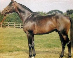 stallion Relkino xx (Thoroughbred, 1973, from Relko xx)