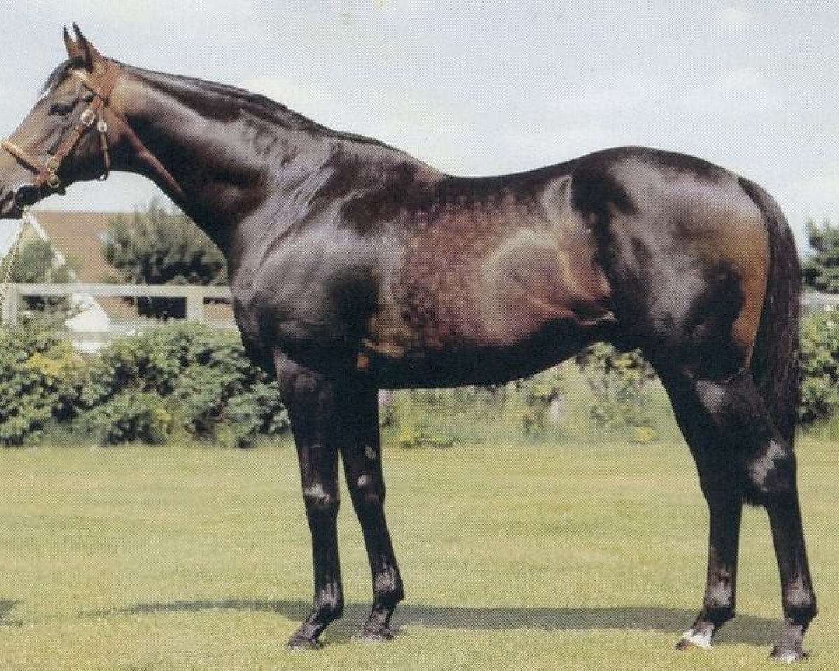 Deckhengst Star Appeal xx (Englisches Vollblut, 1970, von Appiani II xx)