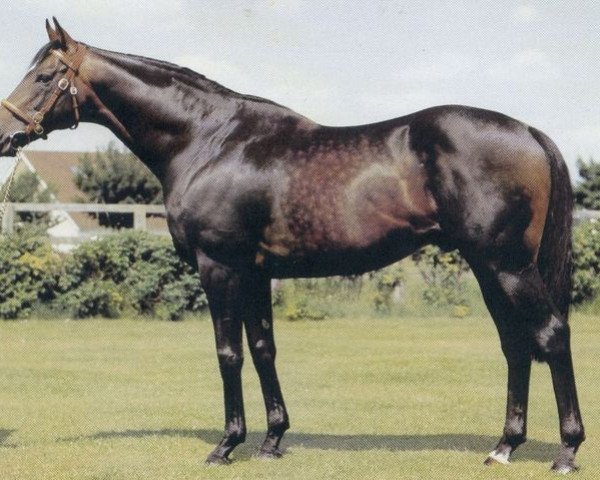 stallion Star Appeal xx (Thoroughbred, 1970, from Appiani II xx)