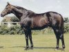 stallion Star Appeal xx (Thoroughbred, 1970, from Appiani II xx)