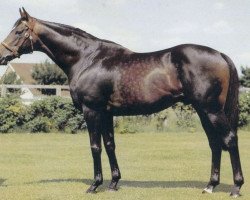 stallion Star Appeal xx (Thoroughbred, 1970, from Appiani II xx)