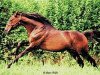 stallion Kamiros II xx (Thoroughbred, 1982, from Star Appeal xx)