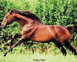 stallion Kamiros II xx (Thoroughbred, 1982, from Star Appeal xx)