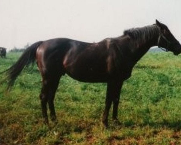 stallion Turfkönig xx (Thoroughbred, 1986, from Anfield xx)