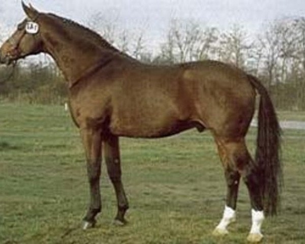 stallion Manstein (Hanoverian, 1979, from Matrose)