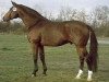Pferd Manstein (Hannoveraner, 1979, von Matrose)