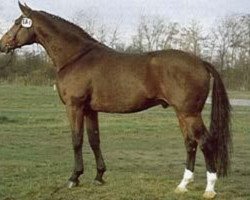 stallion Manstein (Hanoverian, 1979, from Matrose)