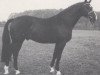 stallion MontparnaSSE (Oldenburg, 1986, from Manstein)