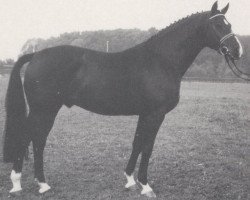 stallion MontparnaSSE (Oldenburg, 1986, from Manstein)