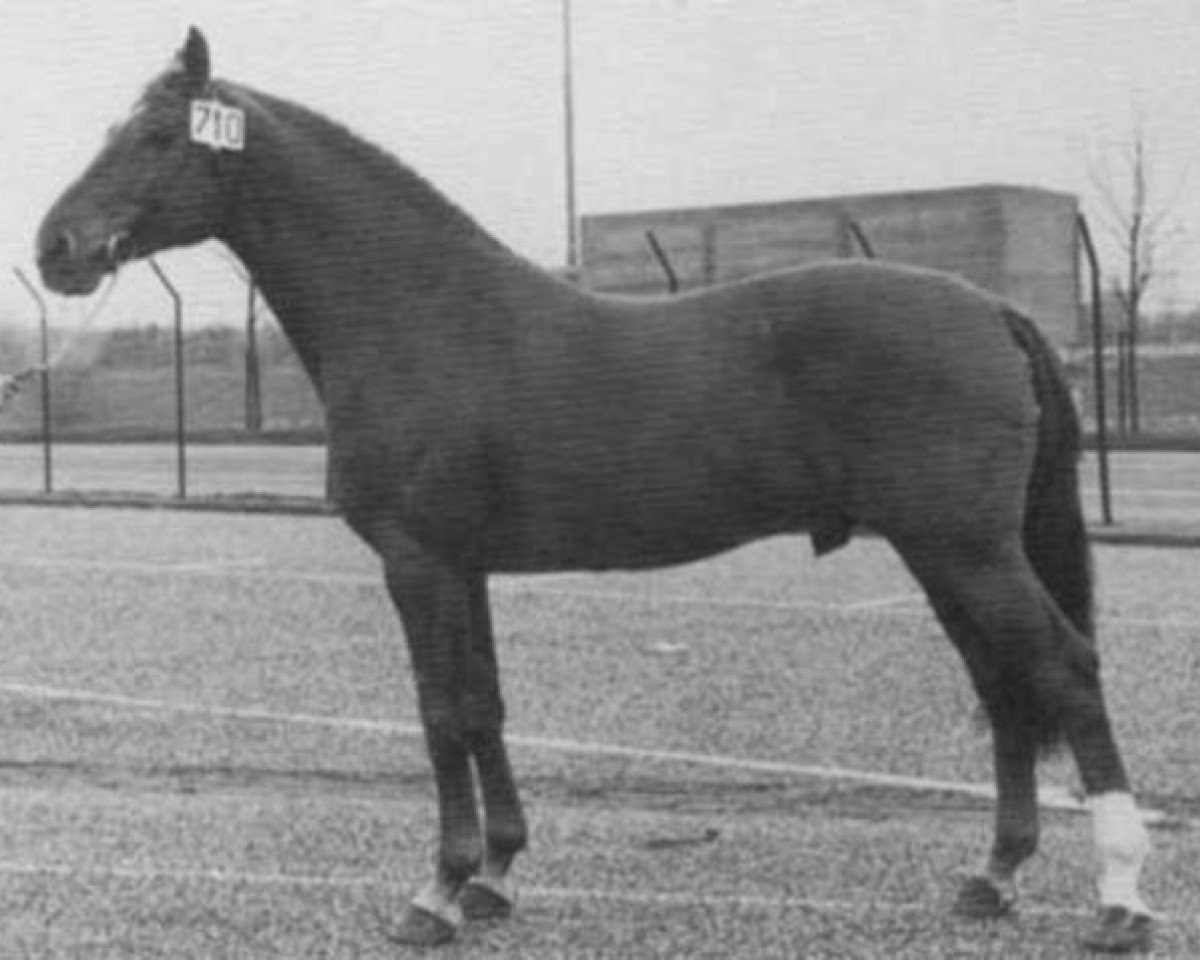stallion Heidelberg (Holsteiner, 1966, from Ladykiller xx)