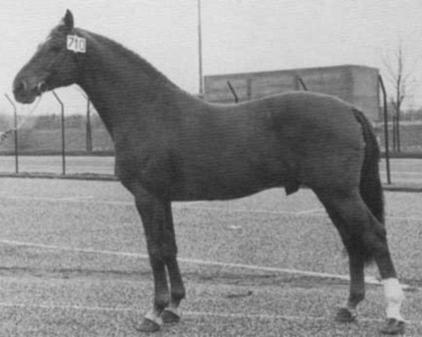 stallion Heidelberg (Holsteiner, 1966, from Ladykiller xx)