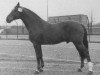 horse Heidelberg (Holsteiner, 1966, from Ladykiller xx)