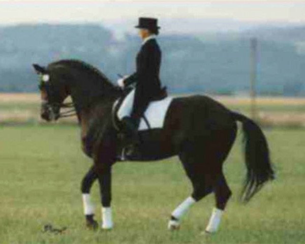 dressage horse Angard (Trakehner, 1986, from Anduc)
