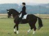 stallion Angard (Trakehner, 1986, from Anduc)