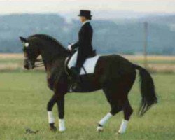 stallion Angard (Trakehner, 1986, from Anduc)