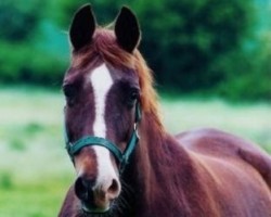 Zuchtstute Herzchen (Trakehner, 1977, von Ginster)