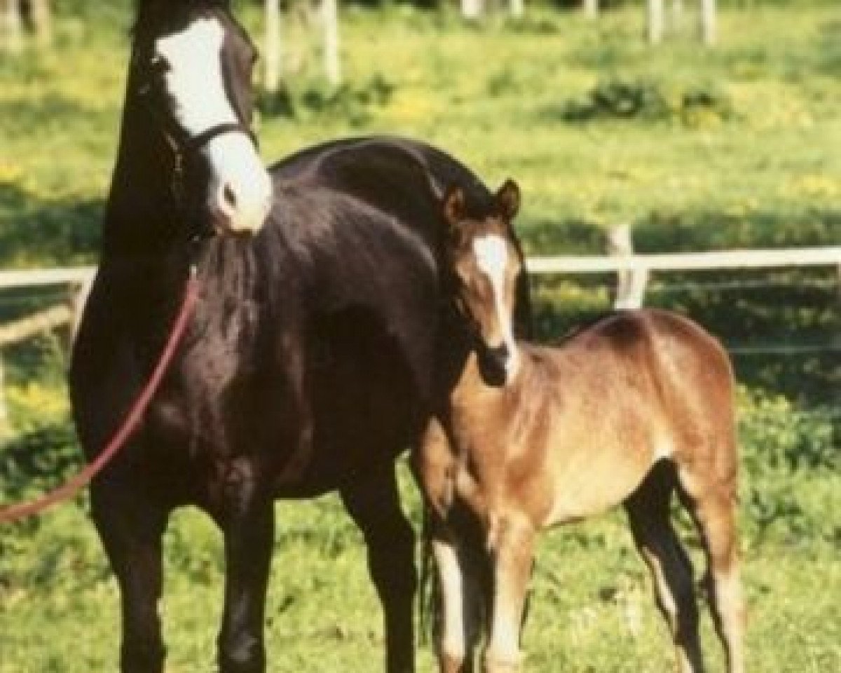 broodmare Herzlani (Trakehner, 1991, from Kostolany)