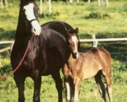 broodmare Herzlani (Trakehner, 1991, from Kostolany)