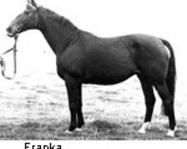 broodmare Franka (Hanoverian, 1966, from Frustra II)