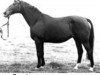 horse Franka (Hanoverian, 1966, from Frustra II)