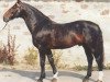 stallion Grandios (Hanoverian, 1968, from Grande)