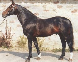 stallion Grandios (Hanoverian, 1968, from Grande)