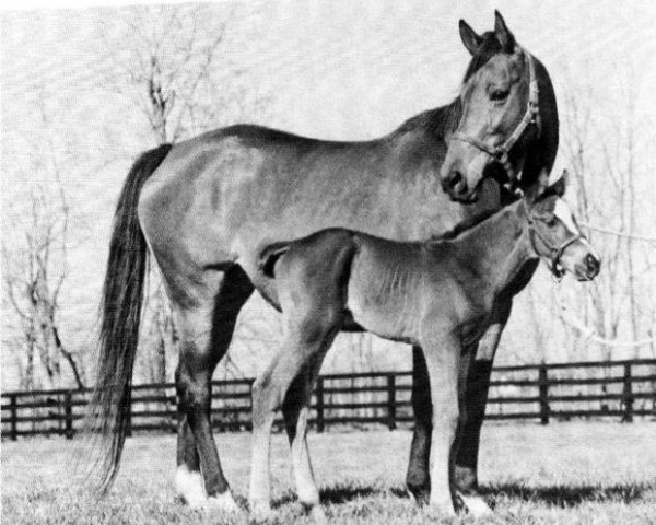 broodmare Kamar xx (Thoroughbred, 1976, from Key To The Mint xx)