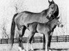 broodmare Kamar xx (Thoroughbred, 1976, from Key To The Mint xx)