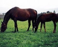 broodmare Pasqual (Hanoverian, 1983, from Pik Bube I)