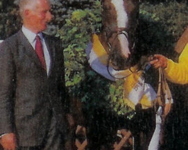 broodmare Achilla (Hanoverian, 1976, from Argus)