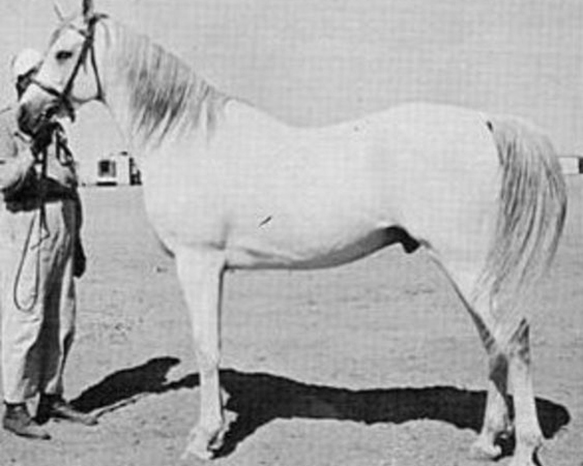 stallion Shahloul 1931 RAS (Arabian purebred, 1931, from Ibn Rabdan 1917 RAS)