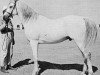 stallion Shahloul 1931 RAS (Arabian thoroughbred, 1931, from Ibn Rabdan 1917 RAS)