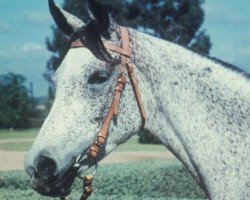 broodmare Maisa RAS (Arabian thoroughbred, 1948, from Shahloul 1931 RAS)