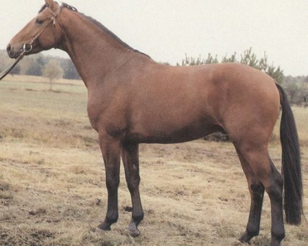 stallion Golfstrom II (Hanoverian, 1981, from Grenadier)