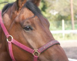 dressage horse Fürstenberg 9 (Hessian Warmblood, 1999, from Faveur)