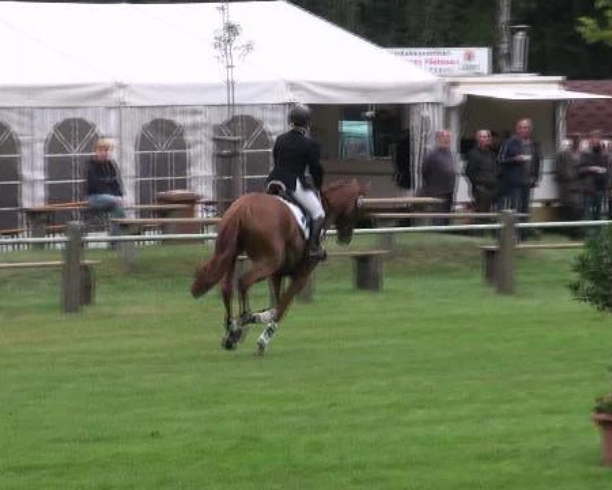 broodmare DSP Clara (German Sport Horse, 2007, from Canterbury)