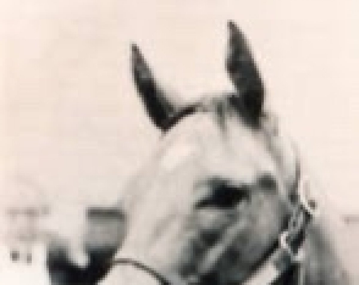 broodmare Spring Adieu xx (Thoroughbred, 1974, from Buckpasser xx)