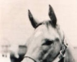 broodmare Spring Adieu xx (Thoroughbred, 1974, from Buckpasser xx)