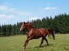 dressage horse Lord Chamberlain 2 (Polish Warmblood, 1999, from Sir Chamberlain)