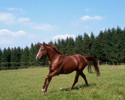 dressage horse Lord Chamberlain 2 (Polish Warmblood, 1999, from Sir Chamberlain)