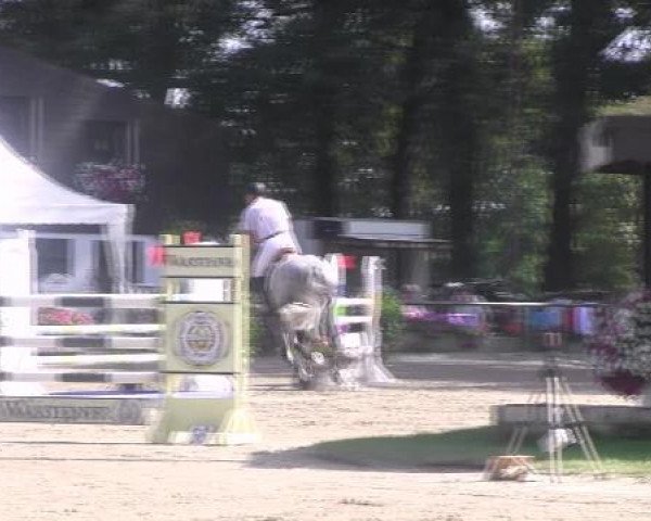 Springpferd Cavaro 5 (Holsteiner, 2004, von Calato)