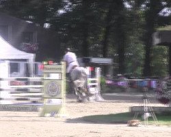 Springpferd Cavaro 5 (Holsteiner, 2004, von Calato)