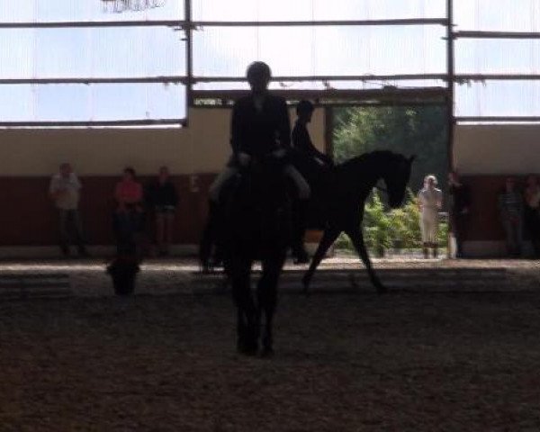 dressage horse Wantek (Polish Warmblood, 1995)