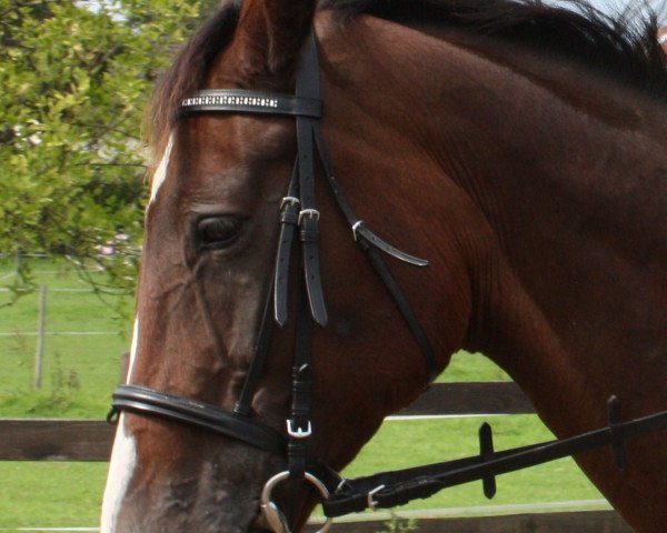 broodmare Faible For (Westphalian, 1991, from Fürstenstein)