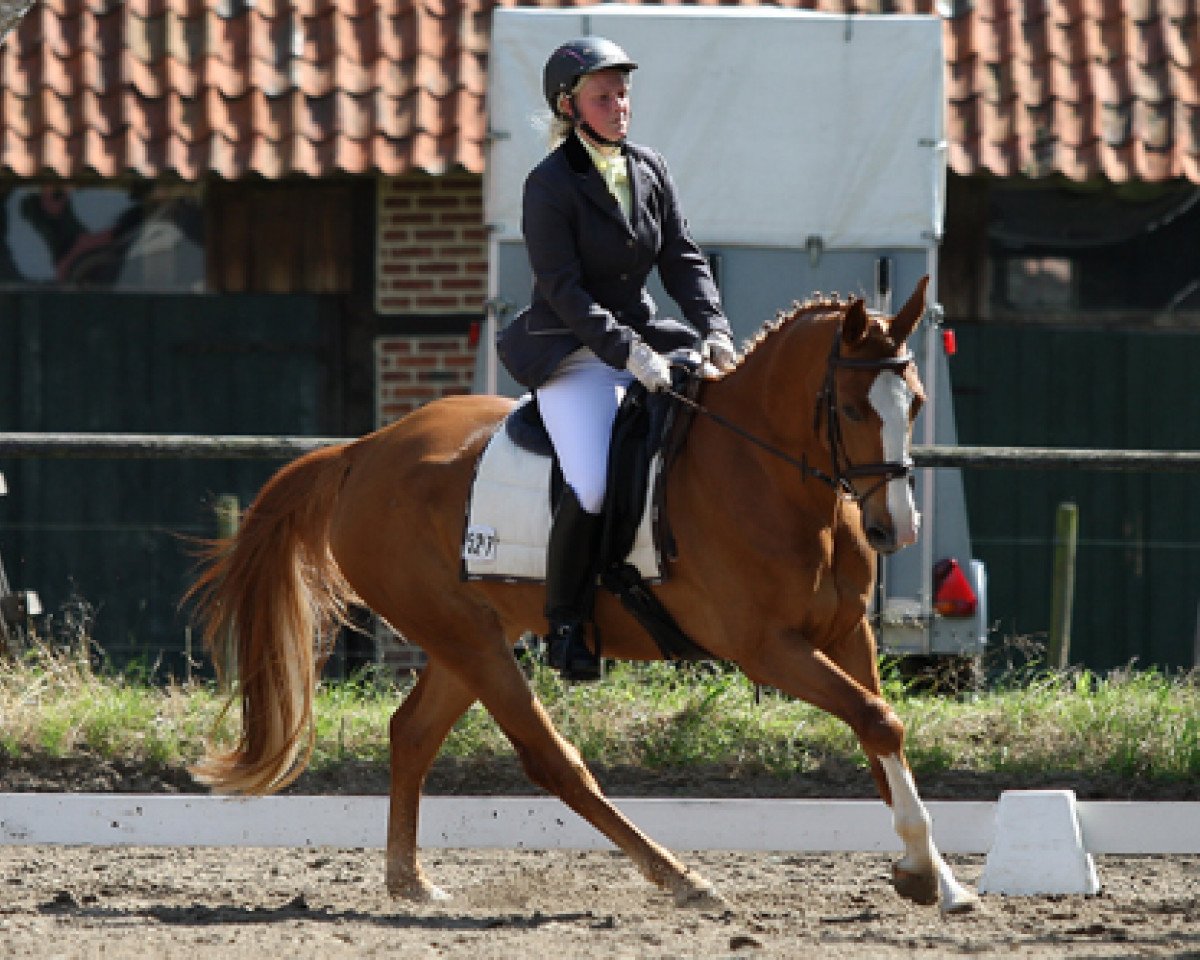 dressage horse For Sandra (Hanoverian, 2006)